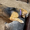 animal, brown, canine, carpet, collar, couch, dog, domestic, floor, furniture, gray, indoor, interaction, paw, pet, playful, resting, side_view, table_leg, two_dogs