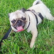 Sassy is registered to the contest to win money with this photo: animal, canine, closeup, daytime, dog, fur, grass, greenery, happy, leash, mammal, nature, outdoor, pet, playful, pug, resting, small_dog, summer, tongue_out