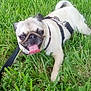 animal, canine, closeup, daytime, dog, fur, grass, greenery, happy, leash, mammal, nature, outdoor, pet, playful, pug, resting, small_dog, summer, tongue_out