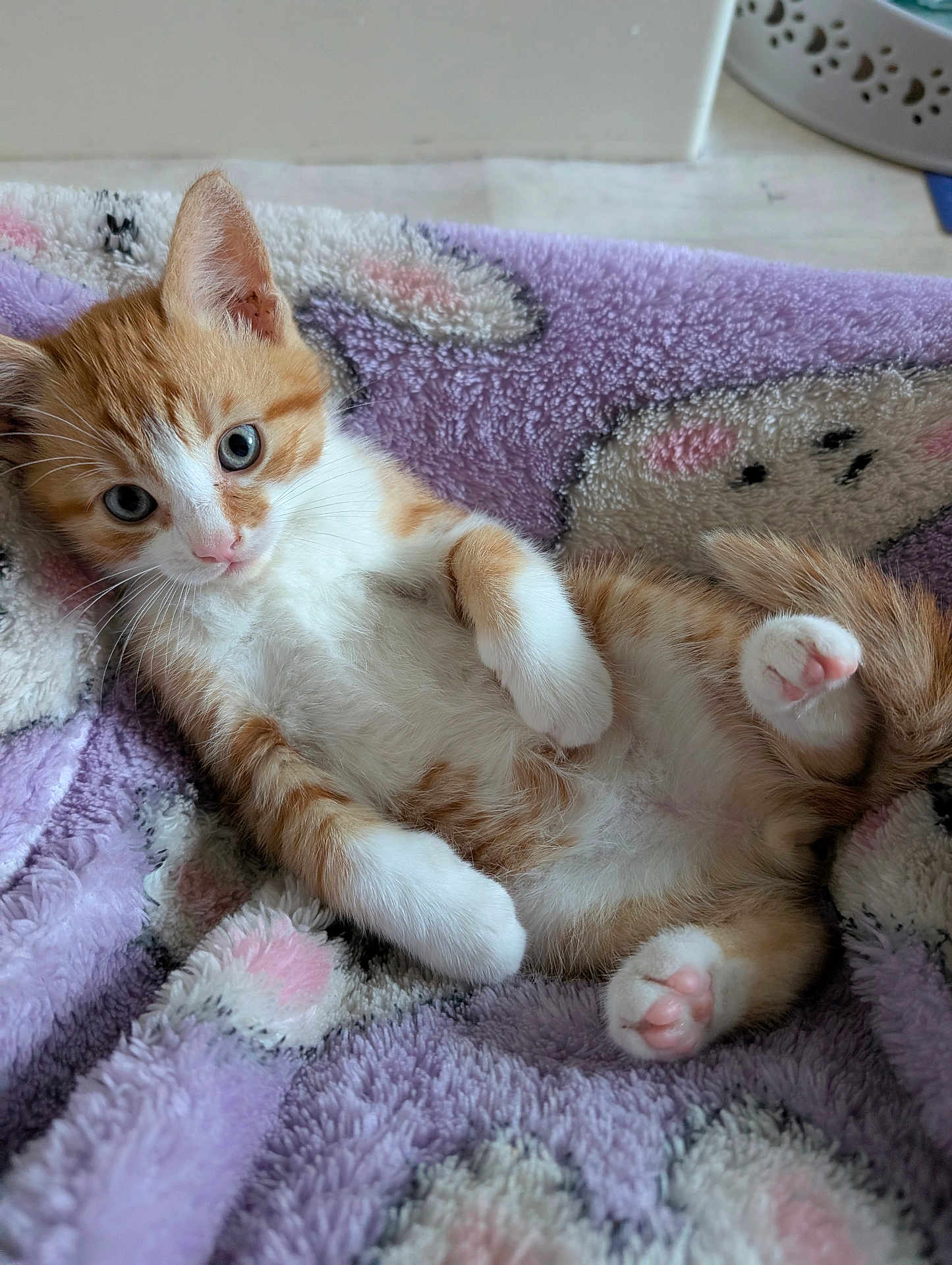 Mr Bojangles
