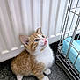 Mr Bojangles is registered to the contest to win money with this photo: kitten, cat, orange_cat, white_fur, blue_eyes, tongue_out, carpet, radiator, metal_cage, pet, indoor, cute, fluffy, small_animal, fur, looking_up, animal, young_cat, domestic_cat, whiskers