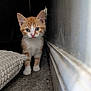 Mr Bojangles joined the competition — help win amazing prizes! kitten, cat, orange_tabby, white_fur, curious, indoor, carpet, narrow_space, wall, cushion, pet, young_animal, cute, small, whiskers, ears, floor, fur, animal, domestic