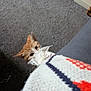 kitten, cat, orange_cat, white_paw, carpet, knitted_blanket, colorful_blanket, playful, curious, pet, indoor, cozy, feline, paws, grip, young_cat, animal, cute, soft_texture, home