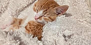 Mr Bojangles is registered to the contest to win money with this photo: cat, kitten, sleeping, man, beard, blanket, cozy, indoor, comfort, white, orange, fur, resting, pet, cute, warm, texture, portrait, smile, relaxation