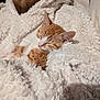 cat, kitten, sleeping, man, beard, blanket, cozy, indoor, comfort, white, orange, fur, resting, pet, cute, warm, texture, portrait, smile, relaxation
