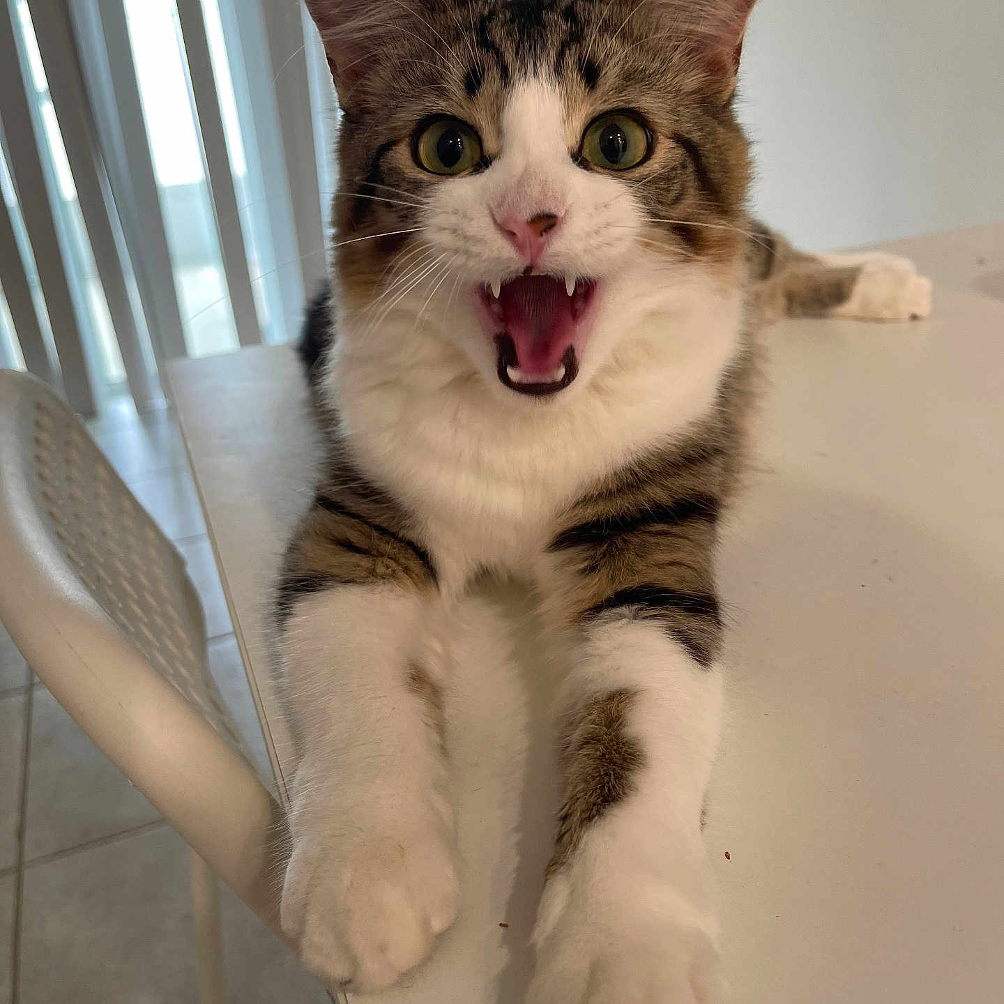 Citadell is registered to the contest to win money with this photo: animal, cat, chair, closeup, cute, domestic, ears, expression, eyes, feline, front_paws, fur, home, indoor, mouth_open, pet, tabby, table, whiskers, white_paws