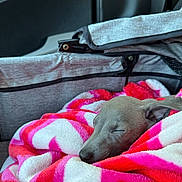 Corwynn is registered to the contest to win money with this photo: puppy, dog, sleeping, cute, blanket, pink_blanket, white_blanket, cozy, resting, indoors, portrait, closeup, animal, pet, snout, nose, ear, closed_eyes, soft_fabric, stroller