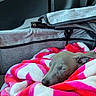 puppy, dog, sleeping, cute, blanket, pink_blanket, white_blanket, cozy, resting, indoors, portrait, closeup, animal, pet, snout, nose, ear, closed_eyes, soft_fabric, stroller