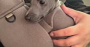 Corwynn is registered to the contest to win money with this photo: puppy, dog, pet, animal, canine, sleepy, cozy, gray, sling, carrier, hand, person, indoors, window, blinds, portrait, close_up, cuddling, cute, home