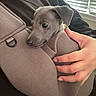 puppy, dog, pet, animal, canine, sleepy, cozy, gray, sling, carrier, hand, person, indoors, window, blinds, portrait, close_up, cuddling, cute, home