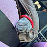 Corwynn joined the competition — help win amazing prizes! dog, sleeping, gray_dog, collar, red_collar, pet, animal, car, vehicle, car_interior, seat, steering_wheel, dashboard, center_console, seatbelt, closeup, upside_down, relaxed, nap, portrait
