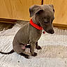Corwynn is registered to the contest to win money with this photo: puppy, dog, gray_dog, sitting, red_collar, bell, pet, animal, canine, short_hair, floppy_ears, dark_eyes, black_nose, white_blanket, indoor, wooden_cabinet, home, portrait, cute, pet_photography