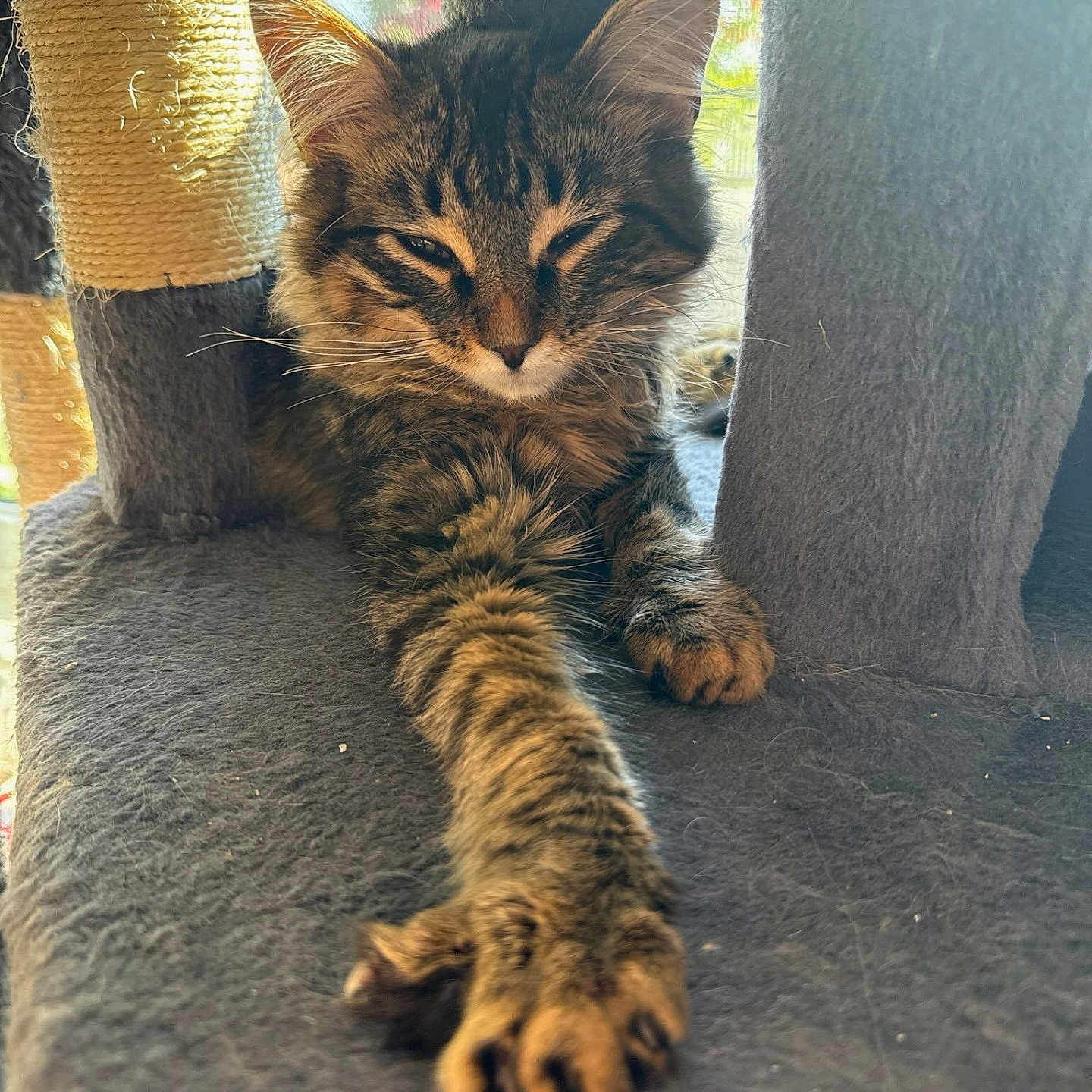 Romeo joined the competition — help win amazing prizes! animal, cat, cat_tree, close_up, cozy, cute, ears, feline, fur, indoor, natural_light, paw, pet, relaxed, scratching_post, sleepy, stretching, tabby, whiskers, window