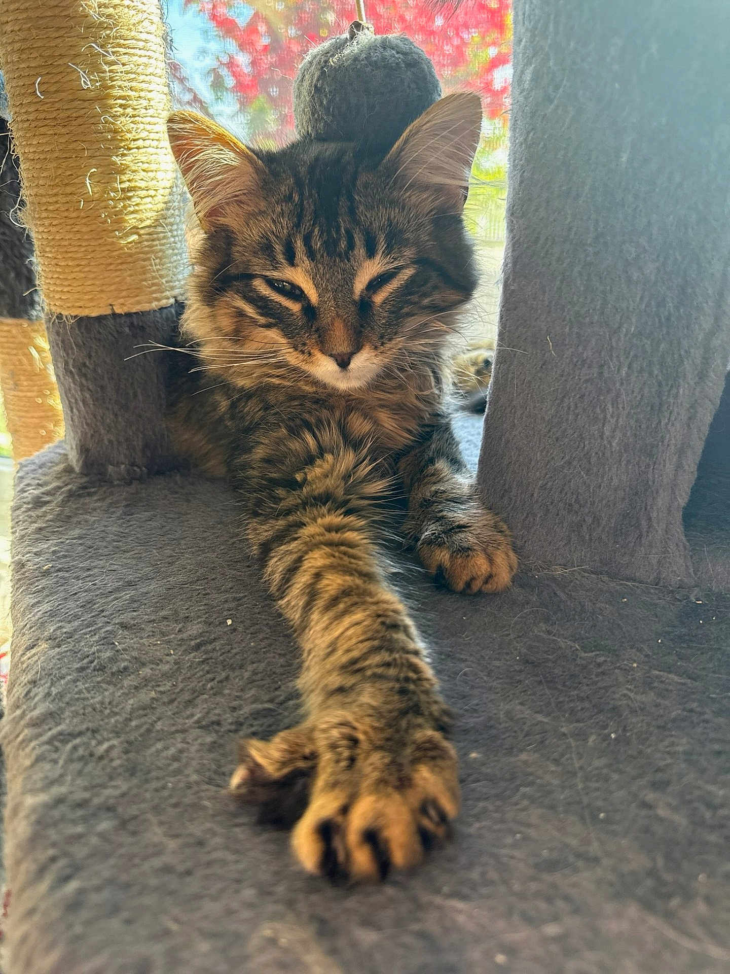 Romeo joined the competition — help win amazing prizes! cat, tabby, pet, feline, stretching, paw, fur, whiskers, ears, indoor, cat_tree, scratching_post, window, natural_light, relaxed, animal, cute, sleepy, close_up, cozy