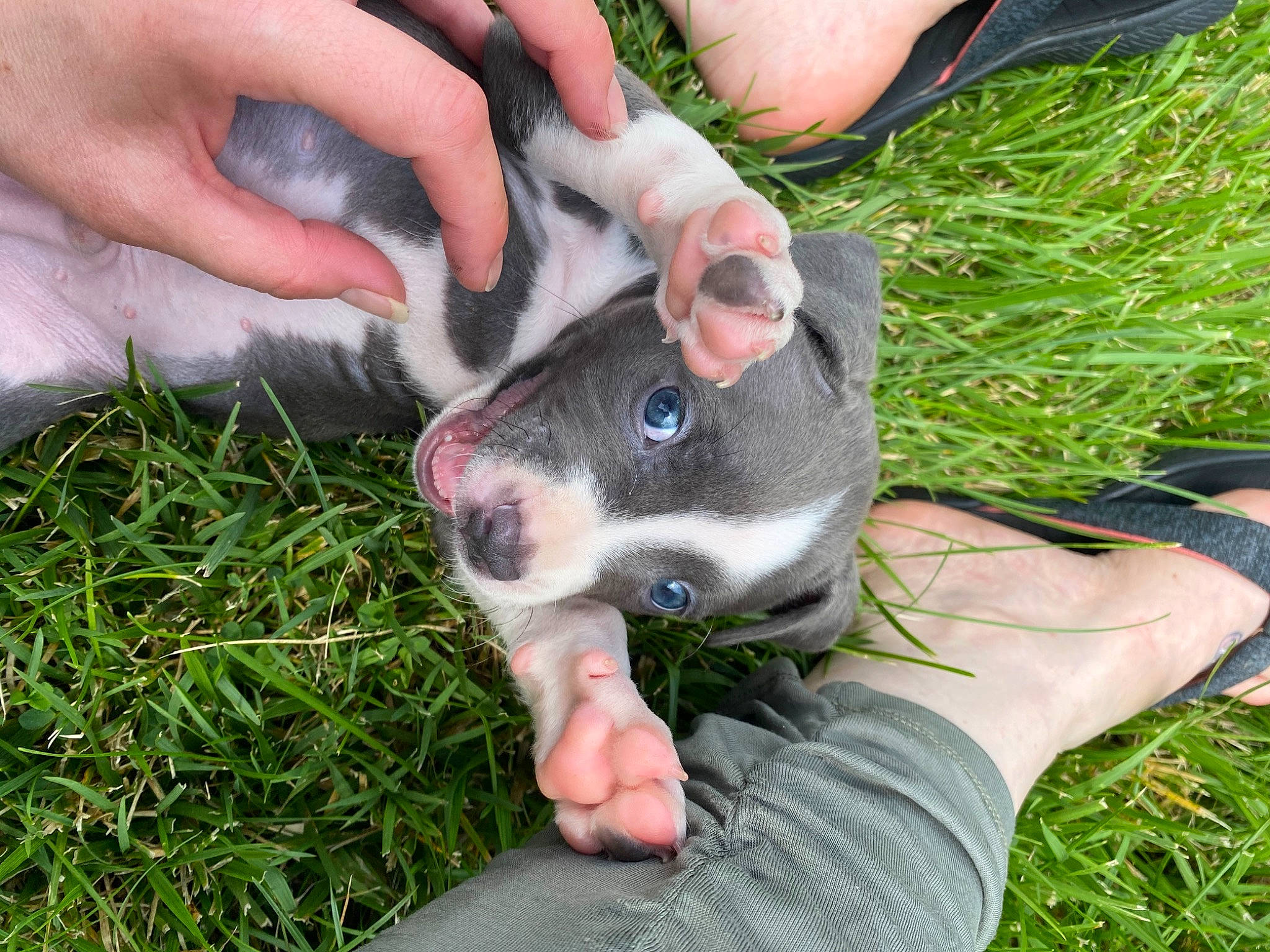 Chomper is registered to the contest to win money with this photo: american_staffordshire_terrier, boston_terrier, canidae, carnivore, dog, dog_breed, fawn, french_bulldog, grass, non_sporting_group, puppy, snout