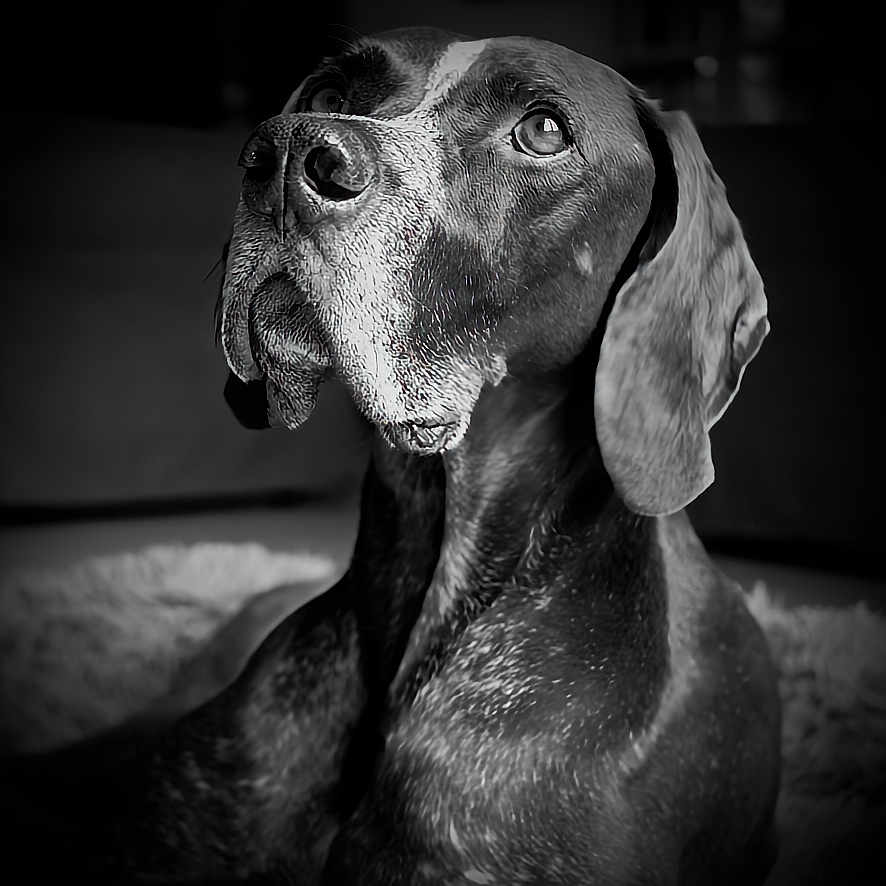 Hectior participe au concours pour gagner de l'argent avec cette photo : animal, black_and_white, canine, close_up, dignified, dog, ears, expression, face, fur, indoor, looking_up, monochrome, muzzle, nostrils, pet, portrait, sitting, soft_light, texture