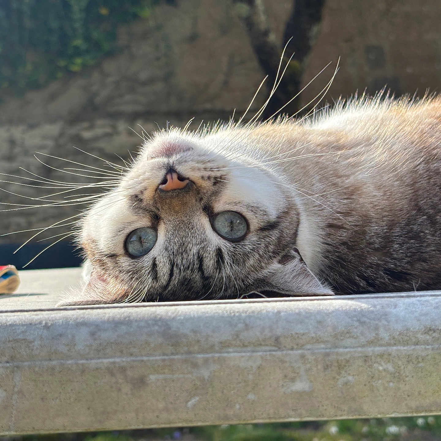 Dudu Jodar a rejoint le concours — aidez-le/la à gagner de superbes lots ! animal, background, blue_eyes, book, cat, close_up, curious, daylight, feline, fur, lying_down, nature, outdoor, peaceful, pet, relaxed, stone_surface, sunlight, table, whiskers