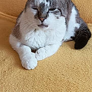 Glaz Jodar participe au concours pour gagner de l'argent avec cette photo : cat, feline, pet, animal, domestic, fur, whiskers, paws, relaxed, resting, indoor, yellow_blanket, cozy, cute, sleepy, mammal, tabby, white_fur, gray_fur, closeup