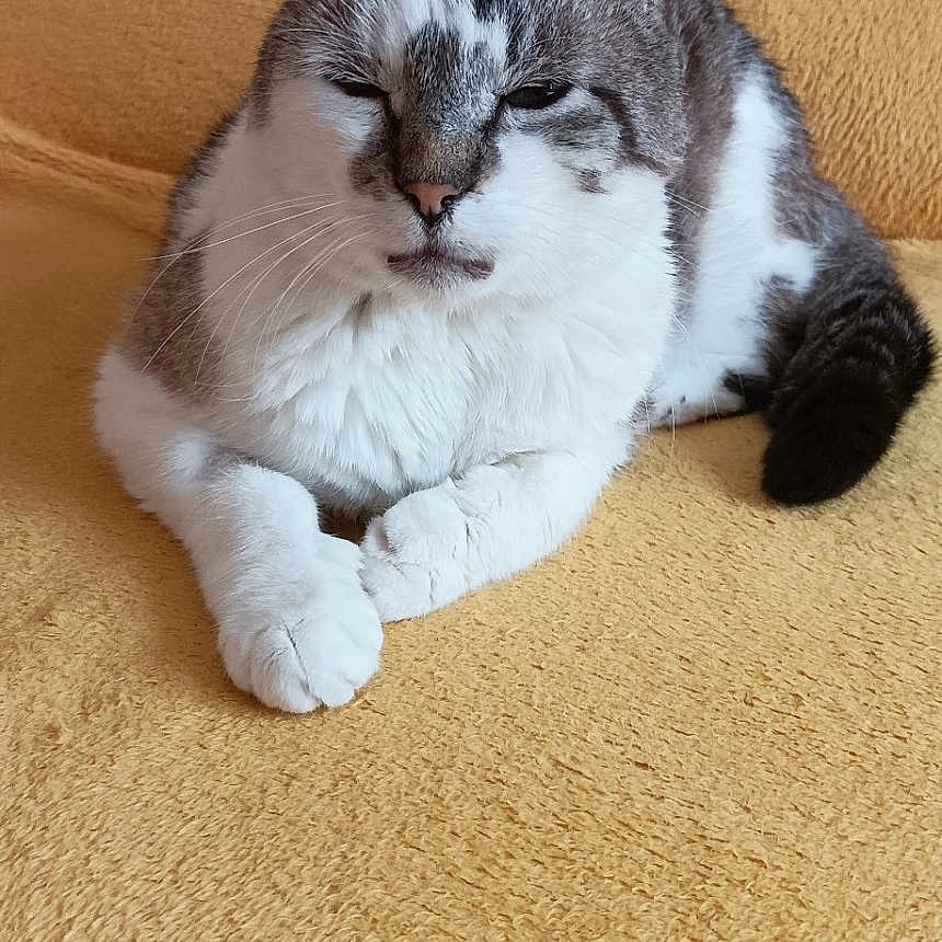 Glaz Jodar participe au concours pour gagner de l'argent avec cette photo : animal, cat, closeup, cozy, cute, domestic, feline, fur, gray_fur, indoor, mammal, paws, pet, relaxed, resting, sleepy, tabby, whiskers, white_fur, yellow_blanket
