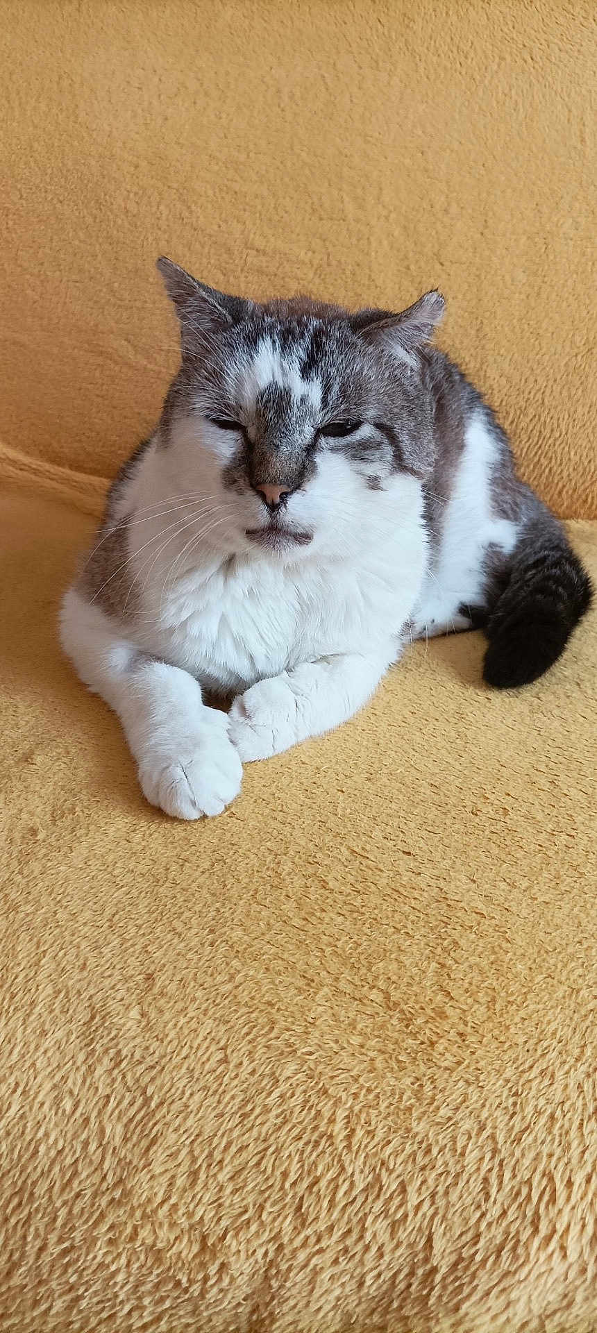 Glaz Jodar participe au concours pour gagner de l'argent avec cette photo : cat, feline, pet, animal, domestic, fur, whiskers, paws, relaxed, resting, indoor, yellow_blanket, cozy, cute, sleepy, mammal, tabby, white_fur, gray_fur, closeup