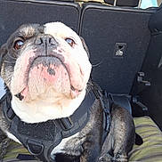 Preston a rejoint le concours — aidez-le/la à gagner de superbes lots ! dog, bulldog, english_bulldog, pet, animal, sitting, car, vehicle, harness, wrinkled_face, short_snout, brown_and_white, black_and_white, portrait, close_up, indoors, transportation, seat, alert, funny