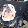 alert, animal, black_and_white, brown_and_white, bulldog, car, close_up, dog, english_bulldog, funny, harness, indoors, pet, portrait, seat, short_snout, sitting, transportation, vehicle, wrinkled_face