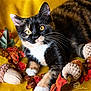 cat, kitten, calico, yellow_background, autumn_leaves, plush_toys, acorn_toy, closeup, pet, whiskers, cute, indoor, feline, playful, fur, animal, domestic_cat, bright_eyes, relaxed, soft_texture