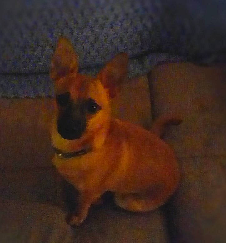 Rossi is registered to the contest to win money with this photo: canidae, carnivore, comfort, companion_dog, dog, dog_breed, dog_supply, ear, fawn, fur, hardwood, paw, snout, sporting_group, tail, terrestrial_animal, toy_dog, whiskers, wood, working_animal