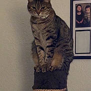 Johnnie joined the competition — help win amazing prizes! cat, tabby, scratching_post, perched, indoor, feline, pet, animal, fur, whiskers, claws, portrait, looking, sitting, home, wall, framed_photo, furniture, domestic, cute