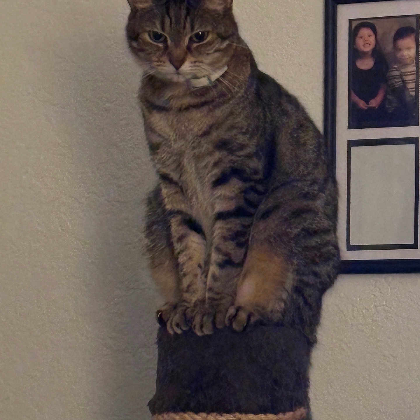 Johnnie joined the competition — help win amazing prizes! animal, cat, claws, cute, domestic, feline, framed_photo, fur, furniture, home, indoor, looking, perched, pet, portrait, scratching_post, sitting, tabby, wall, whiskers