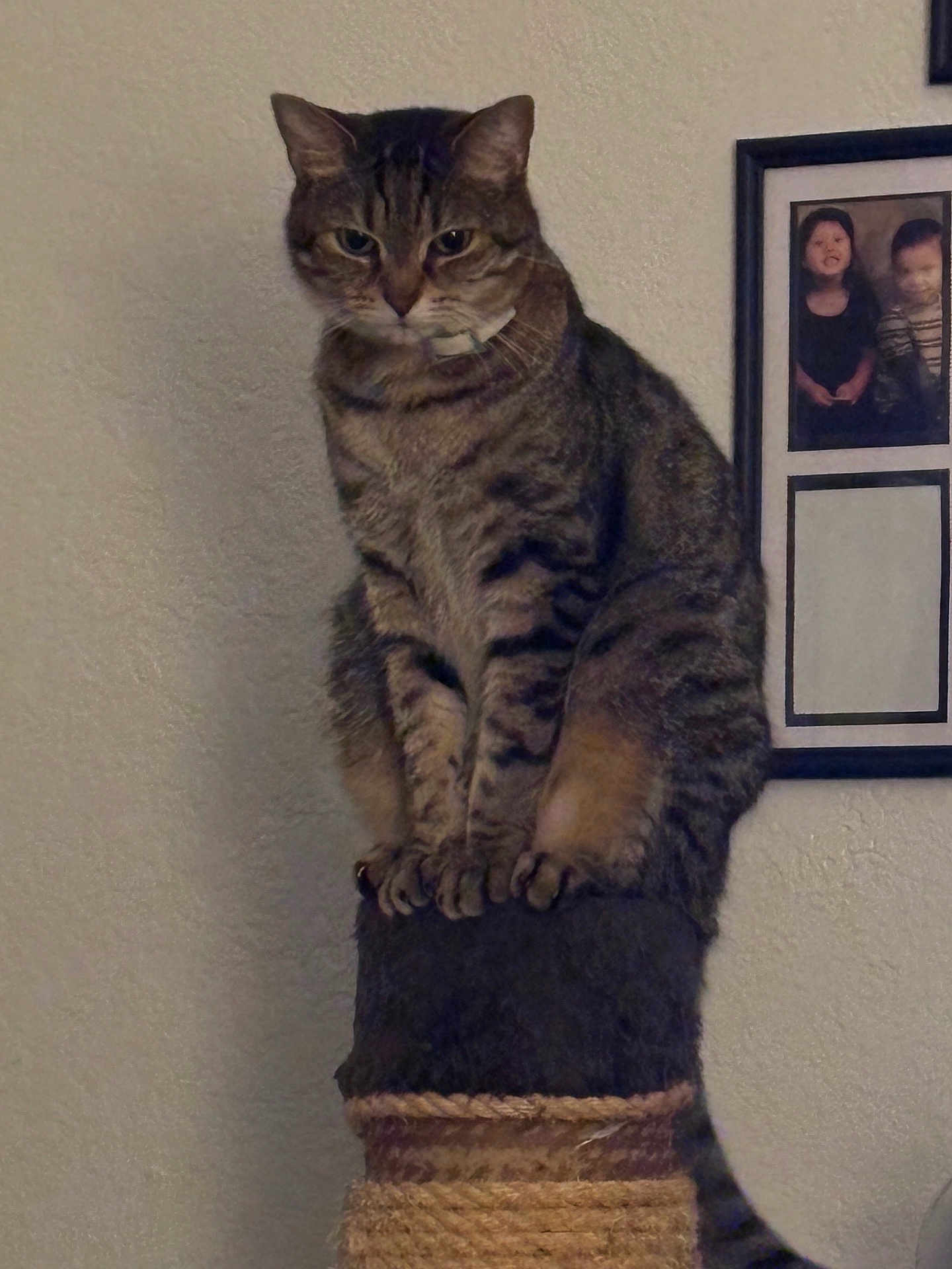 Johnnie joined the competition — help win amazing prizes! cat, tabby, scratching_post, perched, indoor, feline, pet, animal, fur, whiskers, claws, portrait, looking, sitting, home, wall, framed_photo, furniture, domestic, cute