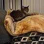 Johnnie is registered to the contest to win money with this photo: animal, blanket, cat, couch, cozy, domestic_animal, fur, furniture, home, indoor, pattern, pet, pillow, relaxing, resting, shelf, sleeping, striped, tabby, vertical_blinds