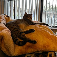 Johnnie is registered to the contest to win money with this photo: animal, blanket, blinds, cat, chair, comfort, cozy, daylight, feline, fur, home, indoor, patterned, pet, relaxing, resting, sleepy, soft, tabby, window