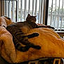 animal, blanket, blinds, cat, chair, comfort, cozy, daylight, feline, fur, home, indoor, patterned, pet, relaxing, resting, sleepy, soft, tabby, window