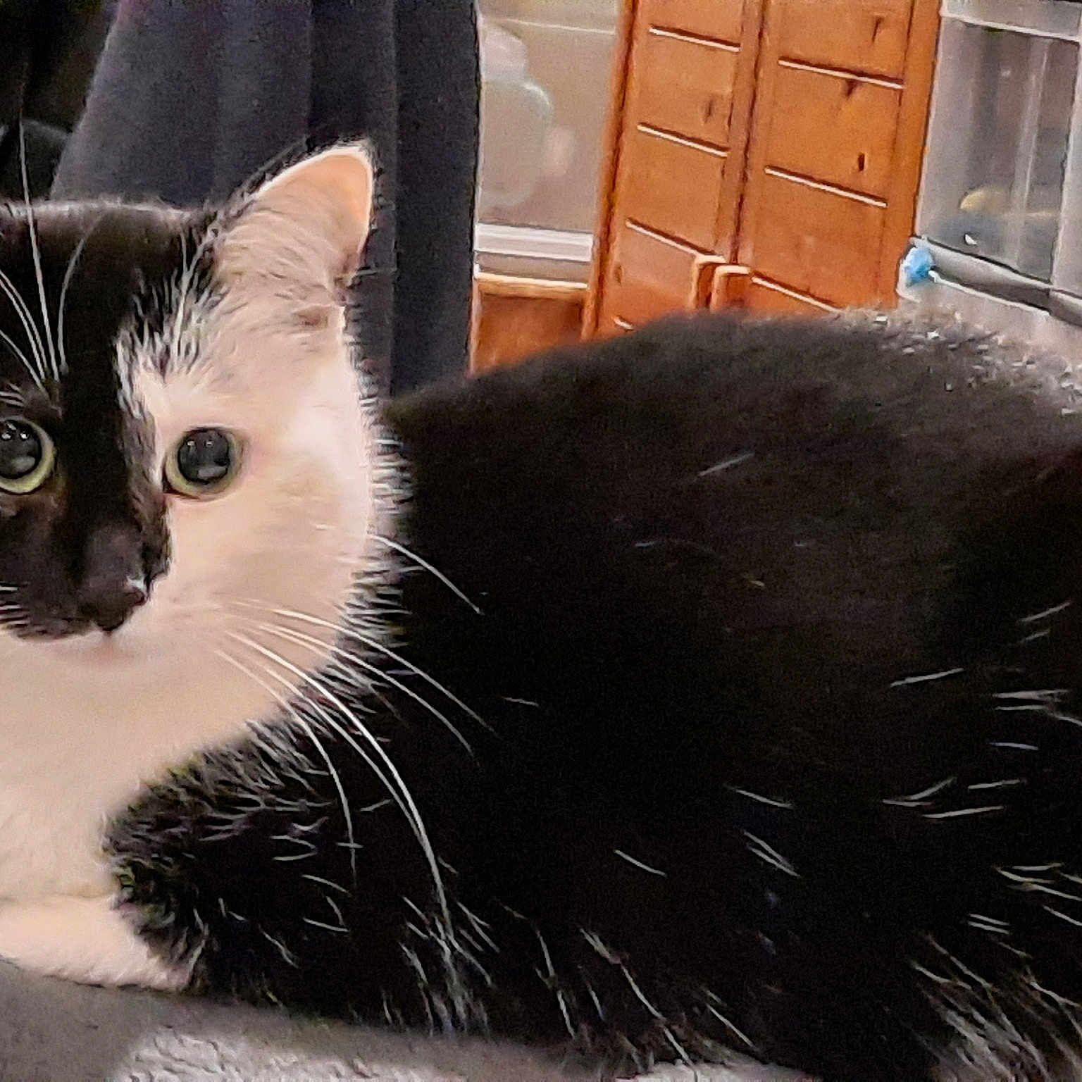 Mallow