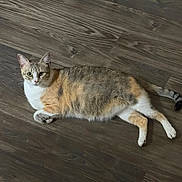 Lucy is registered to the contest to win money with this photo: cat, calico, lying_down, floor, wood_floor, pet, animal, fur, whiskers, tail, ears, domestic_cat, indoor, cute, relaxed, looking, resting, mammal, home, curious