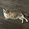 cat, calico, lying_down, floor, wood_floor, pet, animal, fur, whiskers, tail, ears, domestic_cat, indoor, cute, relaxed, looking, resting, mammal, home, curious