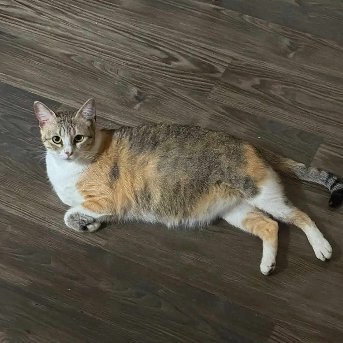 Lucy is registered to the contest to win money with this photo: cat, calico, lying_down, floor, wood_floor, pet, animal, fur, whiskers, tail, ears, domestic_cat, indoor, cute, relaxed, looking, resting, mammal, home, curious