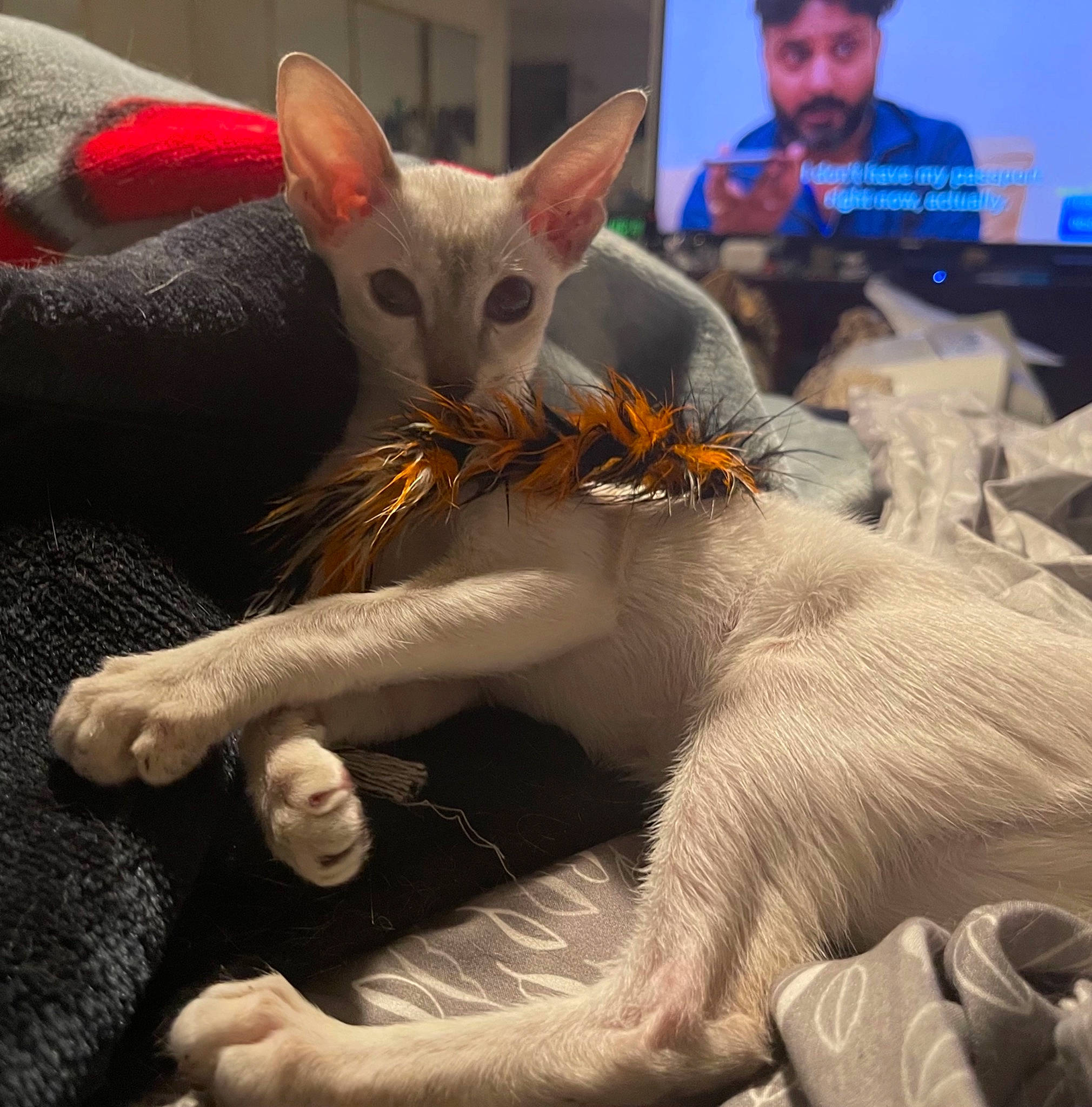 Jazmin joined the competition — help win amazing prizes! carnivore, cat, claw, comfort, domestic_short_haired_cat, fedora, felidae, fur, gesture, paw, small_to_medium_sized_cats, tail, toy, whiskers