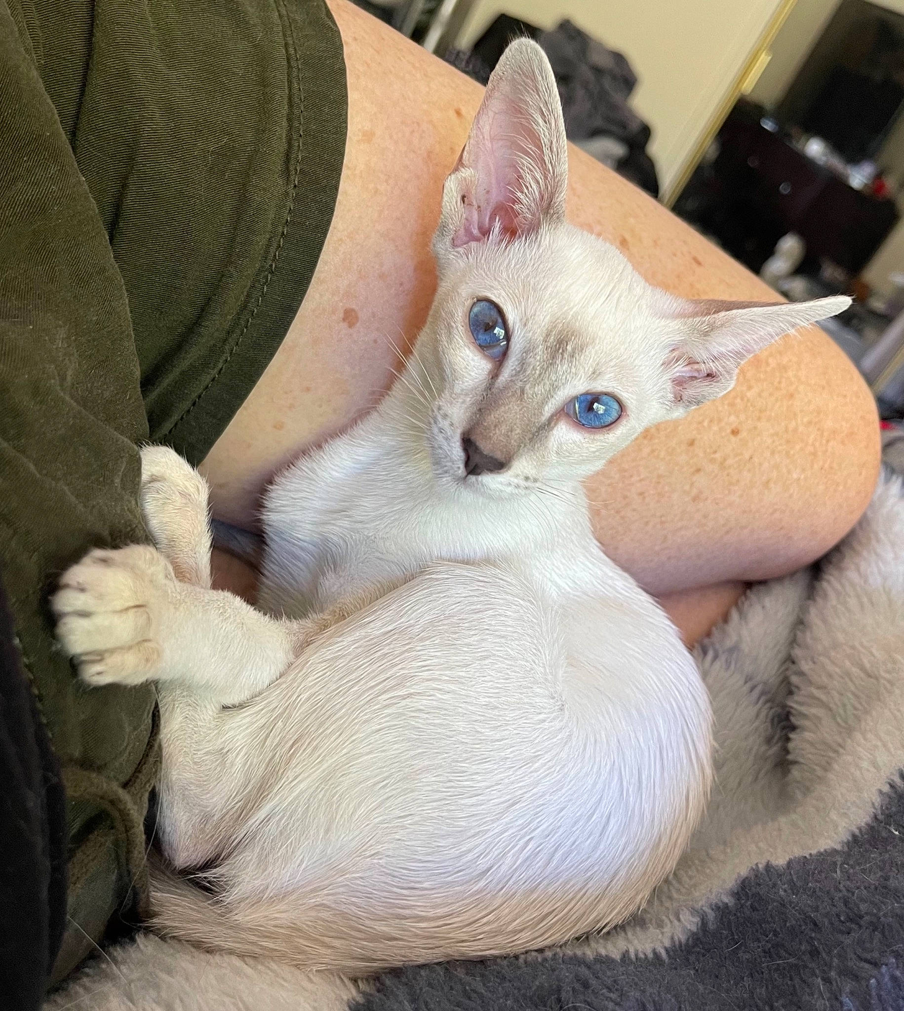 Jazmin joined the competition — help win amazing prizes! balinese, carnivore, cat, cat_bed, claw, comfort, domestic_short_haired_cat, ear, fawn, felidae, fur, gesture, head, nail, paw, sitting, small_to_medium_sized_cats, snout, tail, whiskers