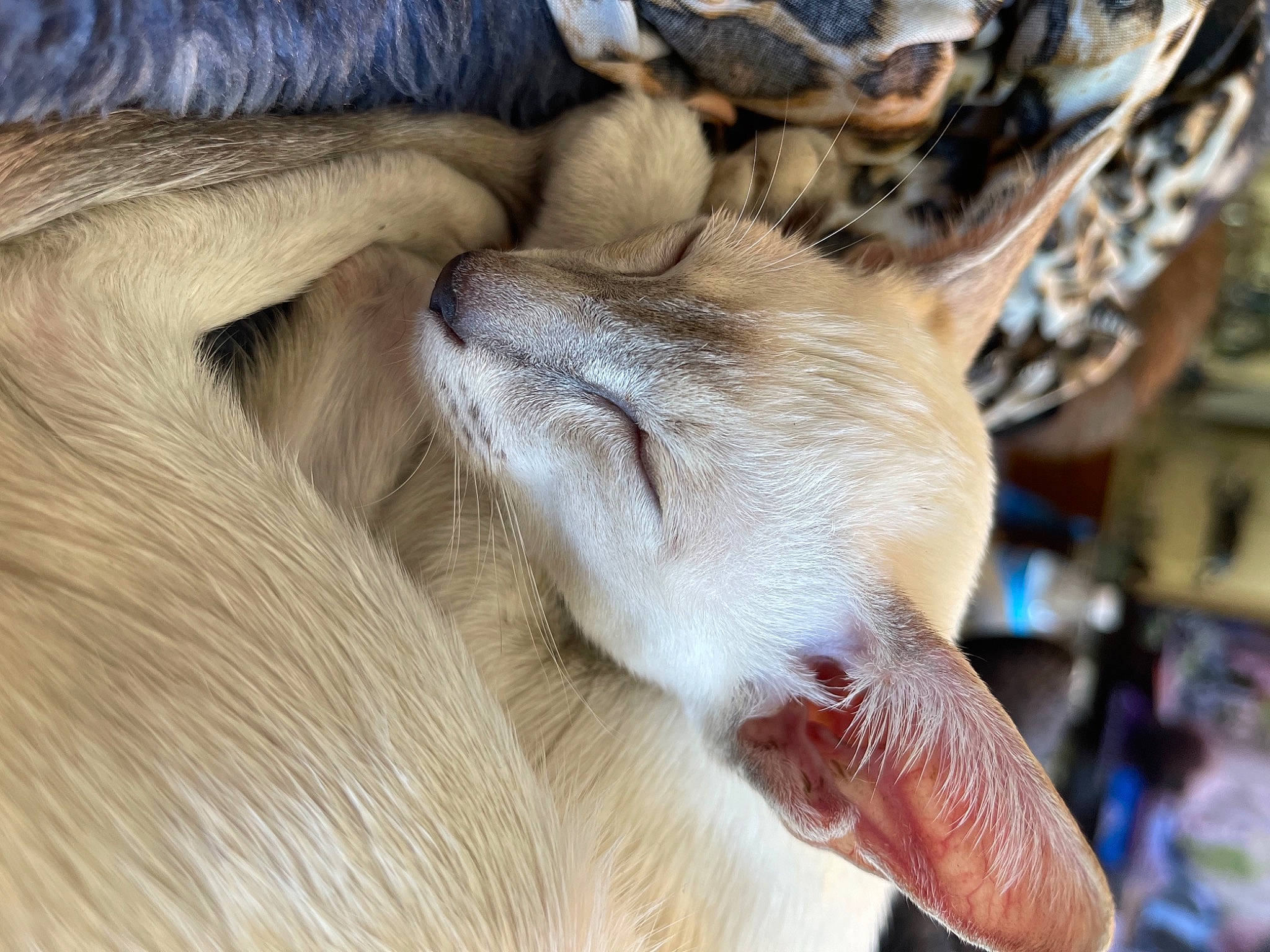 Jazmin joined the competition — help win amazing prizes! carnivore, claw, close_up, comfort, companion_dog, dog_breed, ear, fawn, felidae, fur, gesture, human_leg, leg, nap, paw, small_to_medium_sized_cats, snout, sporting_group, terrestrial_animal, whiskers