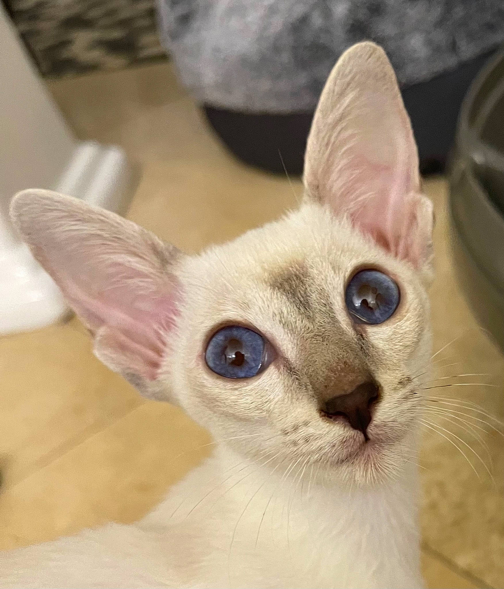 Jazmin is registered to the contest to win money with this photo: carnivore, cat, curious, domestic_short_haired_cat, ear, eyelash, fawn, felidae, fur, photo_caption, rex_cat, small_to_medium_sized_cats, snout, tail, terrestrial_animal, whiskers