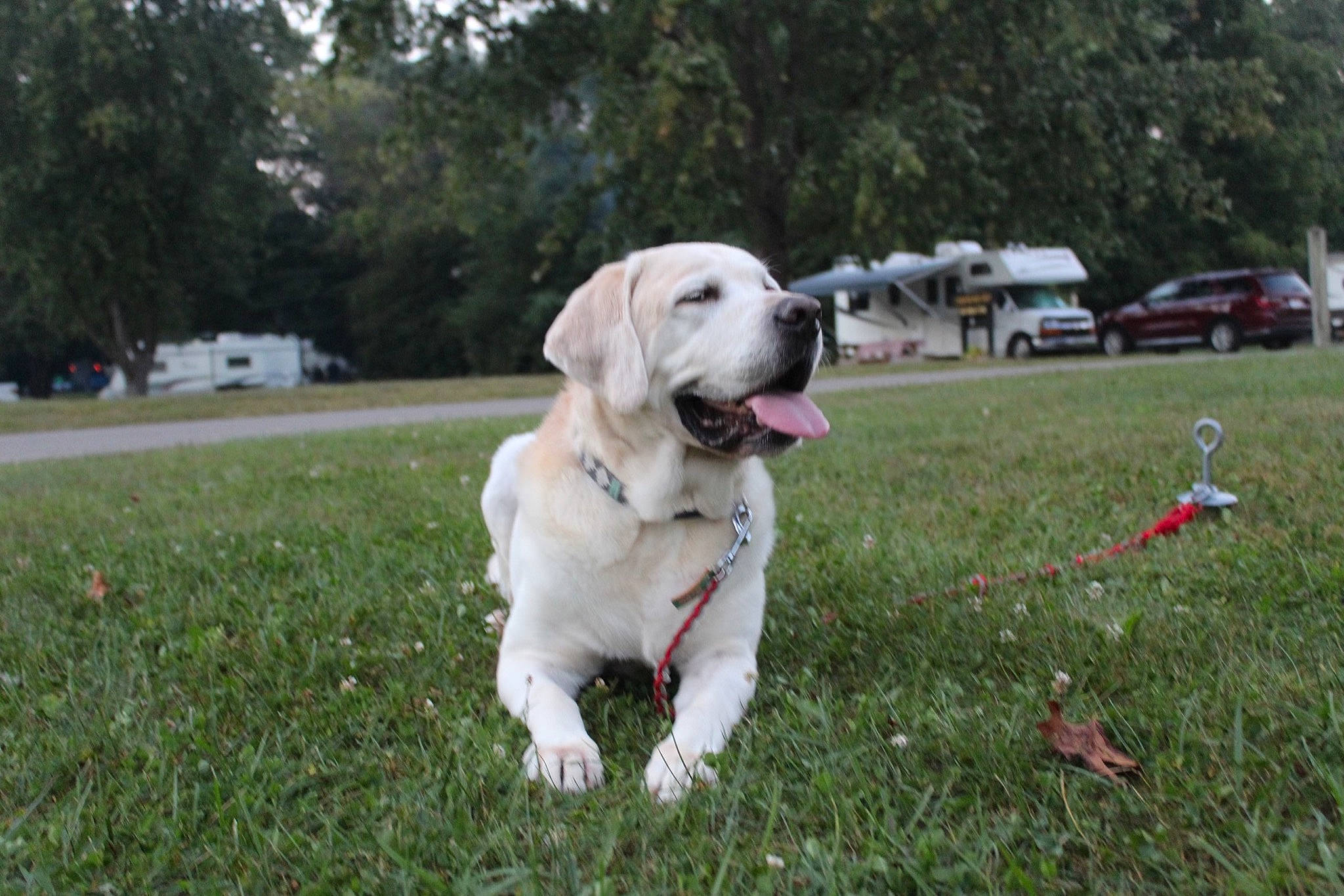 Buddy is registered to the contest to win money with this photo: biting, carnivore, collar, companion_dog, dog, dog_breed, dog_collar, grass, gun_dog, labrador_retriever, lawn, leash, plant, retriever, sporting_group, tail, tree, vehicle, wheel, working_animal