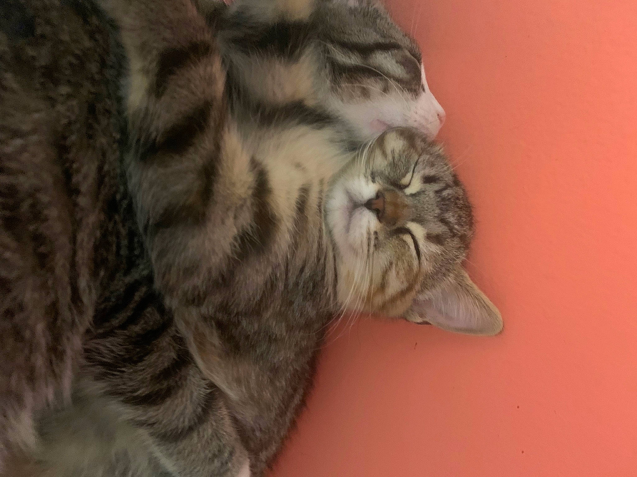 Juniper joined the competition — help win amazing prizes! carnivore, cat, claw, comfort, domestic_short_haired_cat, ear, fawn, felidae, fur, paw, small_to_medium_sized_cats, snout, tail, terrestrial_animal, whiskers, wildlife