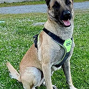 Tyson participe au concours pour gagner de l'argent avec cette photo : accessories, animal, backyard, canine, dog, germanshepherd, grass, green, harness, lawn, leash, nature, outdoors, pet, plant, policedog, puppy, snout, strap, yard