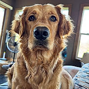 Mabyl joined the competition — help win amazing prizes! animal, canine, close_up, couch, dog, domestic_animal, ears, eyes, fur, golden_retriever, home, indoor, living_room, natural_light, nose, pet, portrait, sitting, window, wood_ceiling