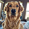 animal, canine, close_up, couch, dog, domestic_animal, ears, eyes, fur, golden_retriever, home, indoor, living_room, natural_light, nose, pet, portrait, sitting, window, wood_ceiling