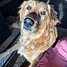 Mabyl is registered to the contest to win money with this photo: animal, canine, carpet, close_up, cozy, dog, ears, floor, fur, golden_retriever, indoor, looking_up, mammal, nose, pet, pink_fabric, relaxed, shadow, sunlight, whiskers