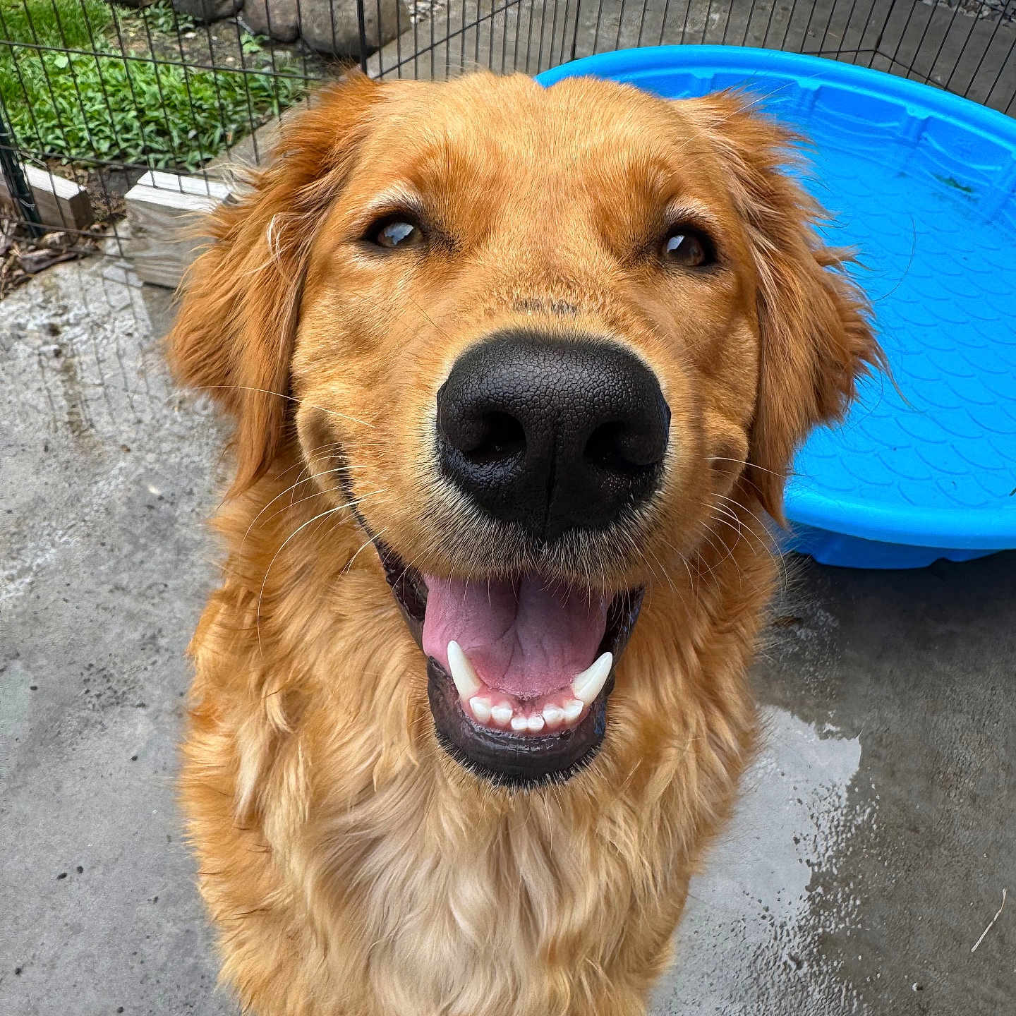 Mabyl joined the competition — help win amazing prizes! animal, blue_pool, canine, closeup, dog, ears, fence, fur, golden_retriever, greenery, happy, muzzle, nose, outdoor, pet, playful, rocks, smiling, tongue_out, wet_floor