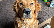 Mabyl joined the competition — help win amazing prizes! animal, attentive, brown, canine, carpet, chair, cozy, curious, dog, exercise_equipment, floor, fur, golden_retriever, home, indoor, looking_up, mammal, pet, portrait, weights